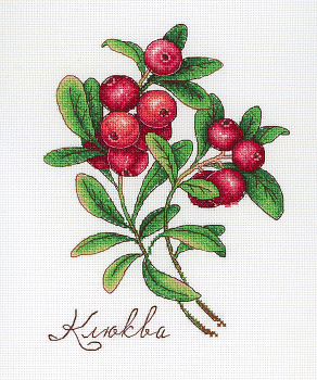 НВ-649 Дары природы. Клюква 20*15